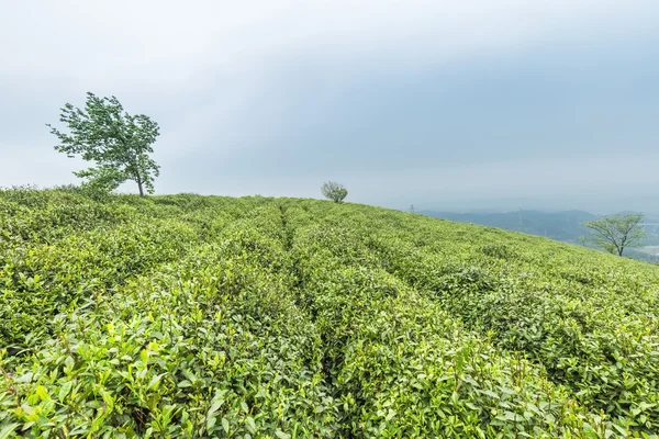 Grüner Teegarten — Stockfoto