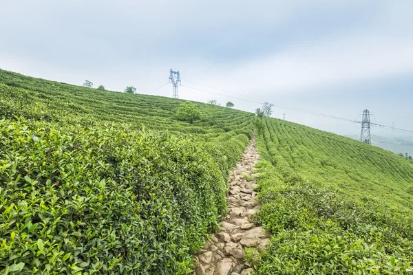 Zelený čaj plantáž — Stock fotografie