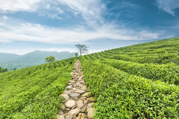 Hermosas plantaciones de té — Foto de Stock