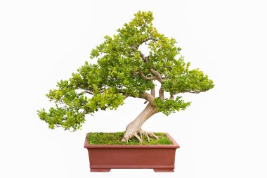 Çin littleleaf kutusunun yeşil bonsai ağacı