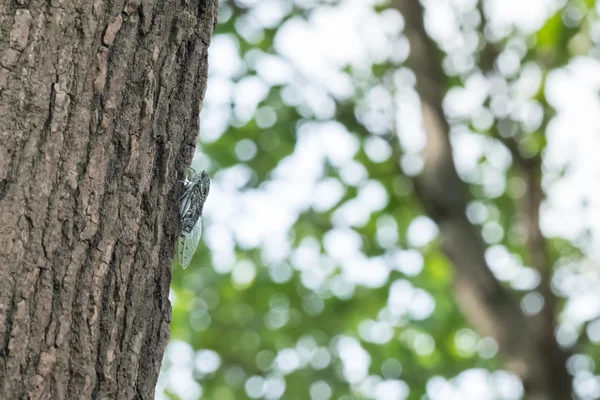 Cicada holding in the tree — Stock Photo, Image