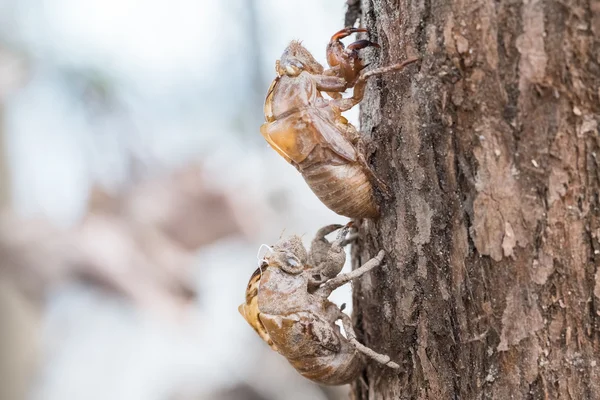 Две цикады, держащиеся в дереве — стоковое фото