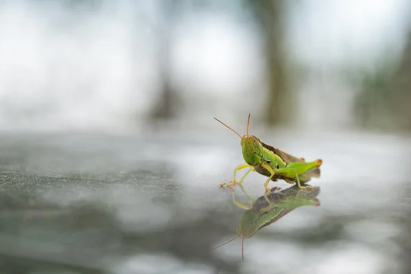 Grön gräshoppa närbild — Stockfoto