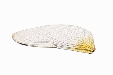 yusufçuk şeffaf kanat