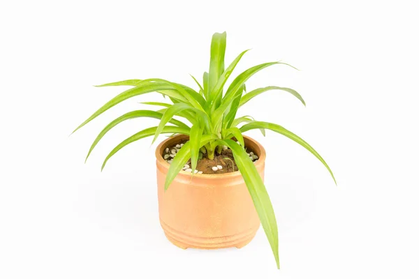 Planta verde bracketplant — Foto de Stock