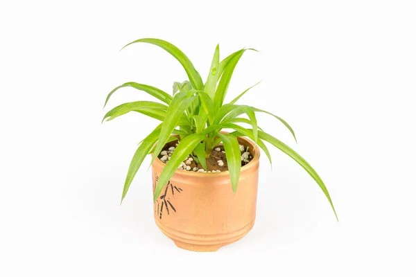 Planta verde bracketplant — Fotografia de Stock