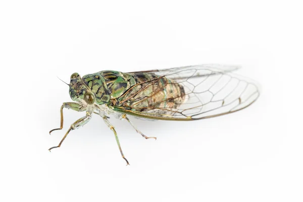Groene kleine cicade — Stockfoto