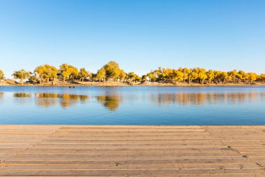 Populus Euphratica Ormanı 'nın sonbahar manzarası. Alacakaranlık, Alxa Ligi, İç Moğolistan, Çin' de ahşap zemin.