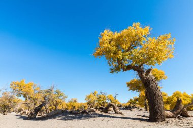 Populus diversifolia mavi gökyüzüne karşı, ejina, alxa ligi, iç Moğolistan, Çin