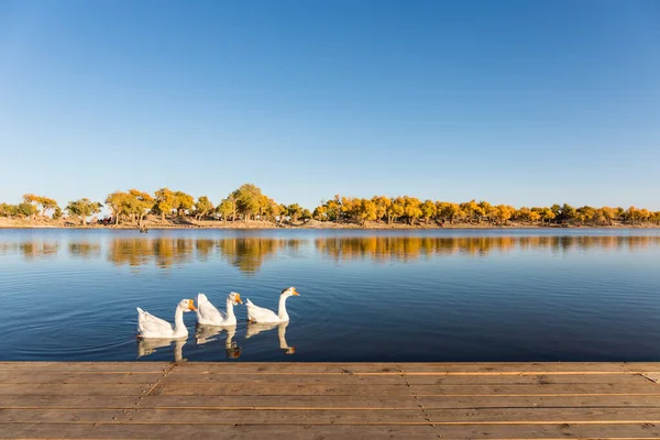 Paisaje Otoñal Populus Euphratica Bosque Con Suelo Madera Atardecer Ejina —  Fotos de Stock