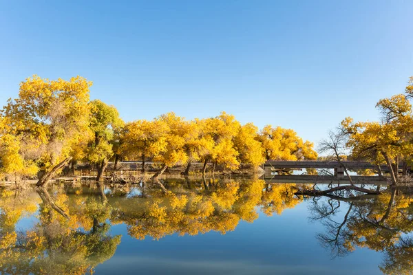 Golden Euphrates Bosques Álamos Ejina Liga Alxa Mongolia Interior China —  Fotos de Stock