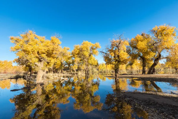 Hermoso Populus Euphratica Bosque Reflexión Agua Día Claro Otoño Ejina —  Fotos de Stock