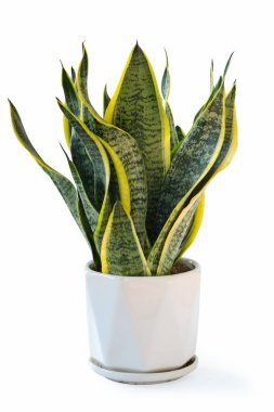 Kırpma yolu ile beyaz üzerine izole yılan bitkisi, sansevieria trifasciata