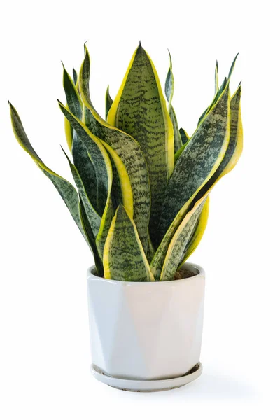 Kırpma Yolu Ile Beyaz Üzerine Izole Yılan Bitkisi Sansevieria Trifasciata — Stok fotoğraf