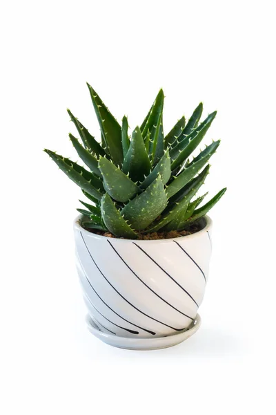 Aloe Verde Vaso Isolato Fondo Bianco — Foto Stock