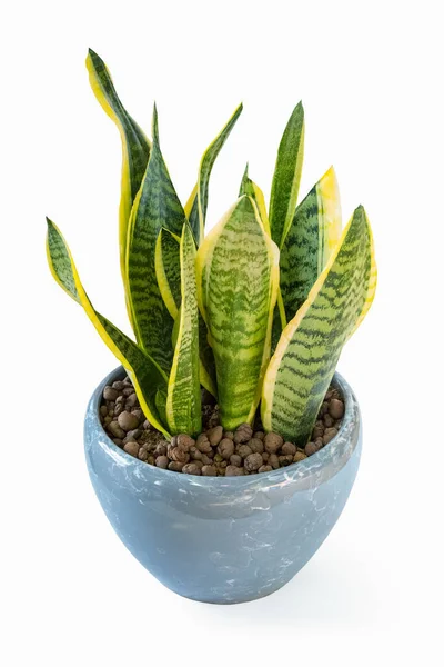 Slangenplant Geïsoleerd Potplant Wit Met Knippad — Stockfoto