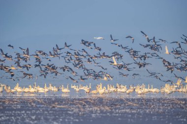 Göçmen kuş sürüsü sahnesi, Jiangxi poyang Gölü Ulusal Doğa Koruma Alanı, Çin.
