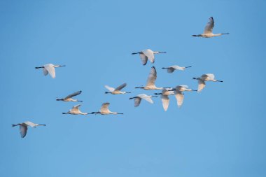 Beyaz kaşık gagalı sürüsü mavi gökyüzünde uçuyor, Avrasya kaşık gagalı platonik lökositi