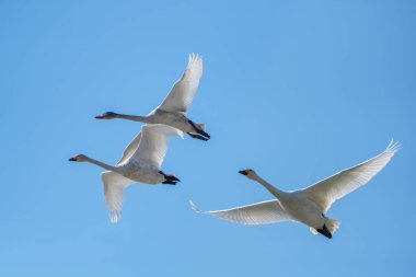 cygnets mavi gökyüzünde uçar, tundra kuğu cygnus columbianus