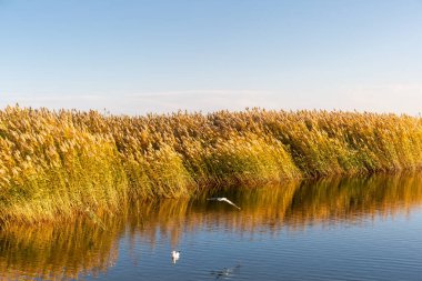beautiful reed landscape in juyan lake basin,inner mongolia, China clipart