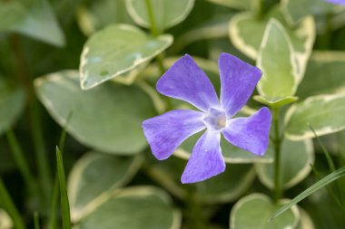 Vinca majör menekşe, küçük mor çiçeğe yakın çekim