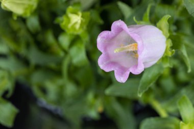 Pembe campanula şampiyonu, baharda Canterbury çanları, ya da çan çiçeği makrosu, doğal çiçek arkaplanı.