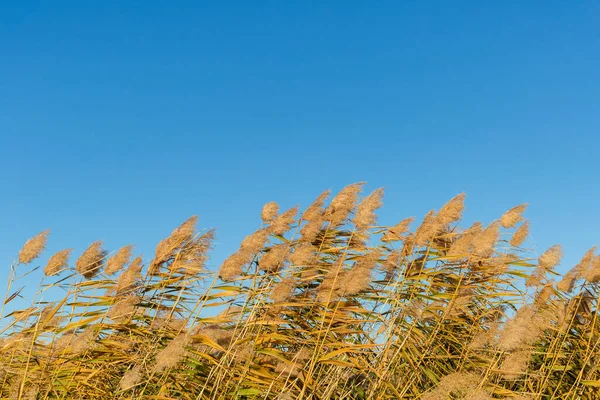 Trzciny Jesienią Przeciwko Błękitnemu Niebu — Zdjęcie stockowe