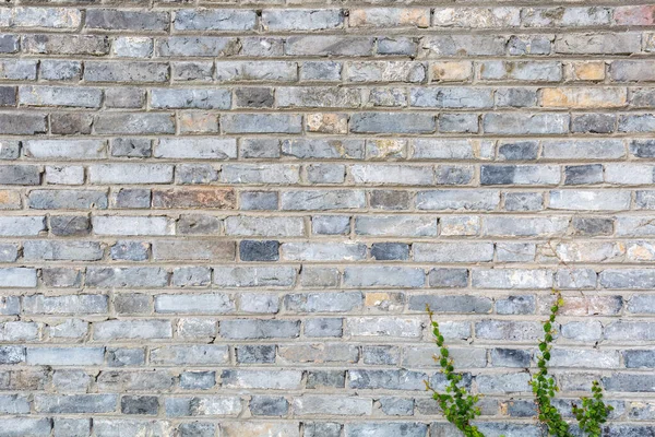 小さなつる植物と灰色のレンガの壁の背景 — ストック写真