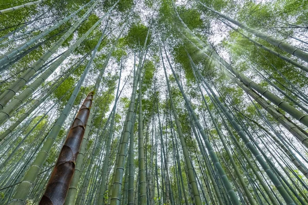 Bambuskog Våren Hög Bambuskott Och Solsken — Stockfoto