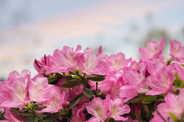 Fiori Azalea Rosa Fiore Primavera Percorso Ritaglio Incluso — Foto Stock