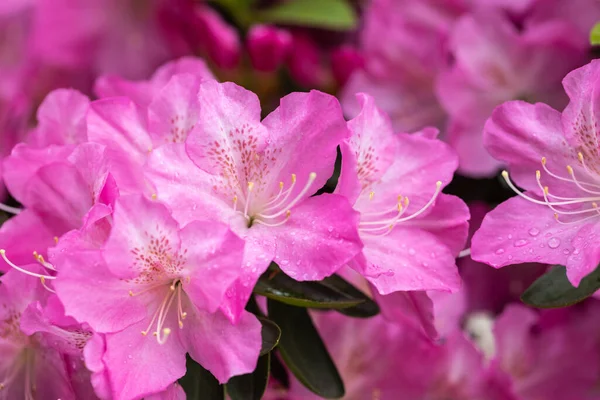 Różowe Azalie Kwiaty Kwitną Wiosną — Zdjęcie stockowe