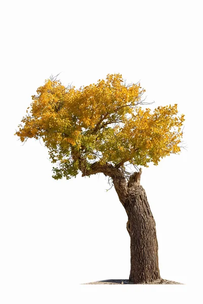 Дерево Популяции Разнолистное Выделенное Белом Фоне Многообразный Тополь Листьями — стоковое фото