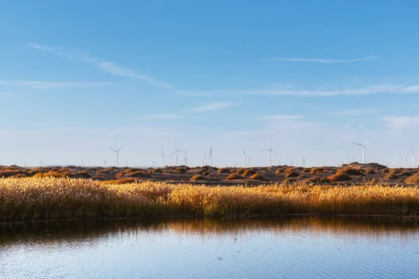 Golden Reed Landscape Wind Farm Lake Autumn New Energy Background — Stock Photo, Image
