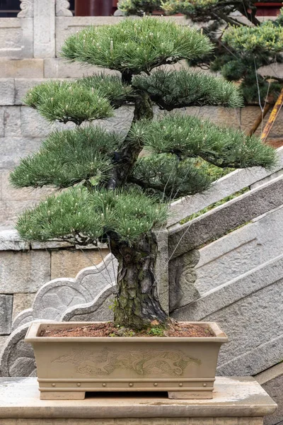 春に松盆栽 伝統的な東洋の園芸 — ストック写真