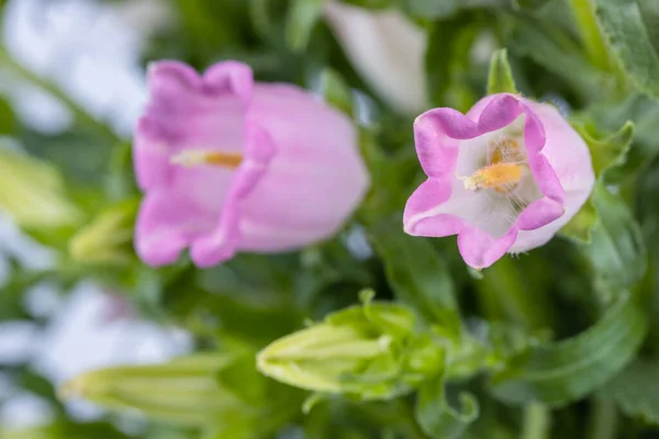 Campanula Rosa Fioritura Campione Primo Piano Campane Canterbury Primavera Macro — Foto Stock