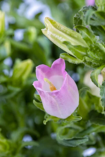 pink campanula champion closeup, blooming canterbury bells in spring, or bellflower macro, natural floral background
