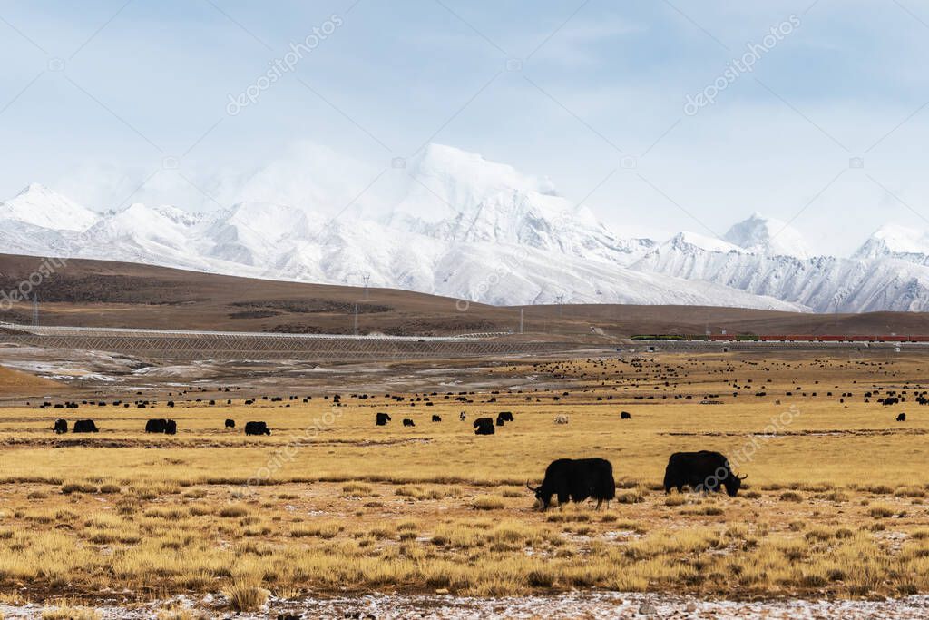 beautiful scenery of qinghai-tibet plateau, yak pastures with snow-capped mountain, nagqu prefecture, China