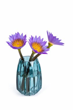 Cam vazodaki üç nilüfer, beyaz renkte ve kırpma yolu ile izole edilmiş.