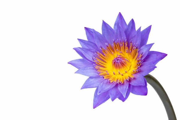 Фіолетова Водяна Лілія Ізольована Білому Відсічним Контуром — стокове фото