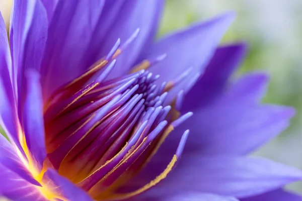 Lírio Água Roxo Closeup Flor Estame Macro — Fotografia de Stock