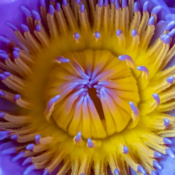 睡蓮雄蕊マクロ自然花の詳細 — ストック写真