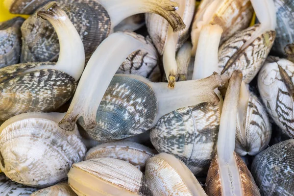 Fresco Crudo Collo Corto Vongole Primo Piano Acqua — Foto Stock