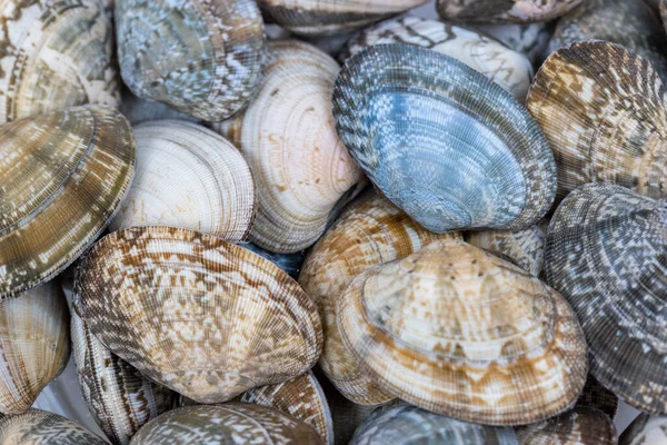 Kort Hals Mussla Närbild Skaldjur Material Bakgrund — Stockfoto