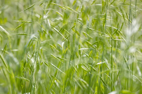 Divoká Pšenice Příroda Zelené Pozadí — Stock fotografie