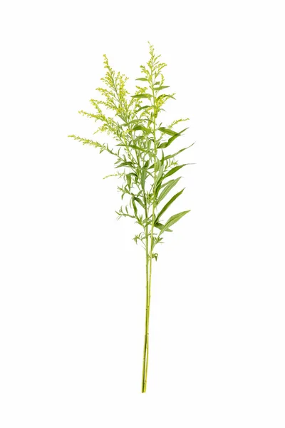 Jardín Yerba Oro Aislado Blanco Solidago Canadensis Menudo Utilizado Arreglo — Foto de Stock