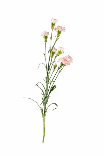 Cravo Flor Isolada Fundo Branco — Fotografia de Stock