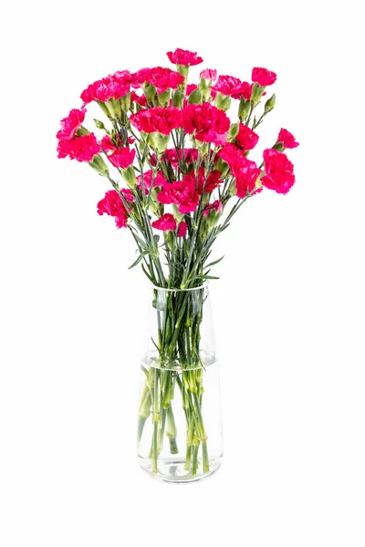 Beautiful Red Carnation Glass Vase Isolated White Background — Stock Photo, Image