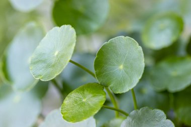 Hydrocotyle vulgaris yakın plan, su bitkisi, yeşil yapraklı arka plan.