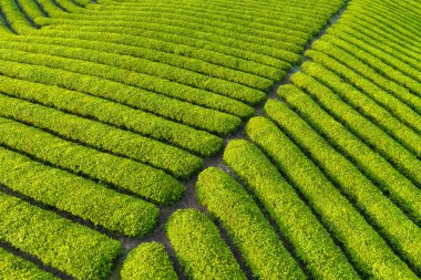 Güzel çay tarlası bahar sabahı kapanıyor.