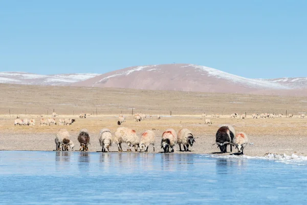 Tibet Plateau Pasture Landscape Sheep Flock Lake — Stock Photo, Image